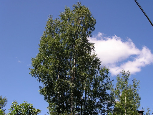 25698 (a): :1024x768